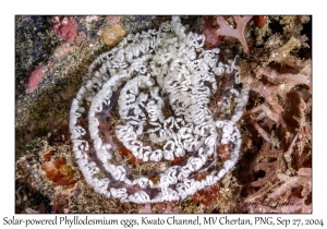 Solar-powered Phyllodesmium eggs
