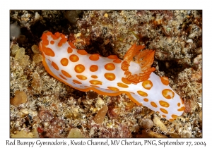 Red Bumpy Gymnodoris