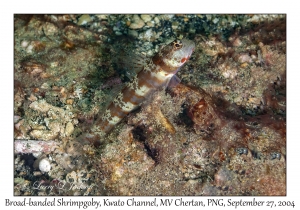 Broad-banded Shrimpgoby