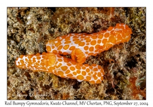Red Bumpy Gymnodoris