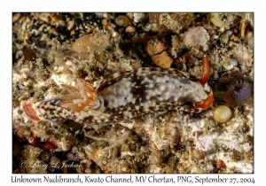Unknown Nudibranch
