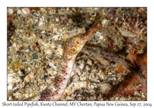 Short-tailed Pipefish