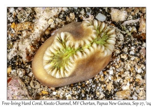Free-living Hard Coral