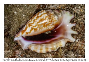 Purple-mouthed Stromb