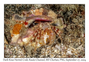 Dark Knee Hermit Crab
