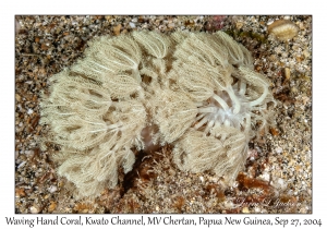 Waving Hand Coral