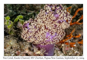 Tree Coral