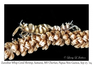 Zanzibar Whip Coral Shrimp