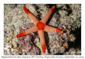 Peppermint Sea Star