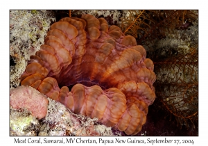 Meat Coral