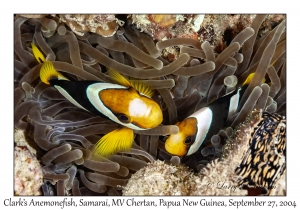 Clark's Anemonefish