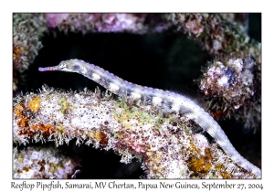 Reeftop Pipefish