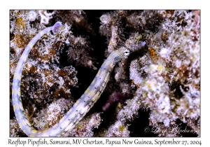Reeftop Pipefish