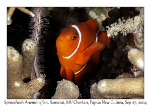 Spinecheek Anemonefish