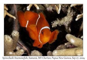 Spinecheek Anemonefish
