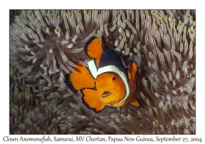 Clown Anemonefish