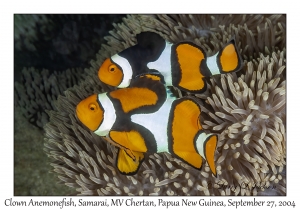 Clown Anemonefish