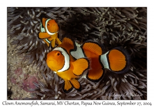 Clown Anemonefish