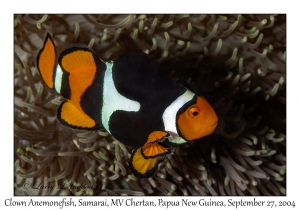 Clown Anemonefish
