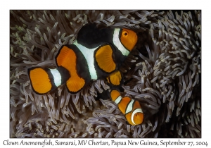 Clown Anemonefish