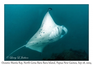 Oceanic Manta Ray