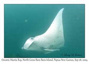 Oceanic Manta Ray