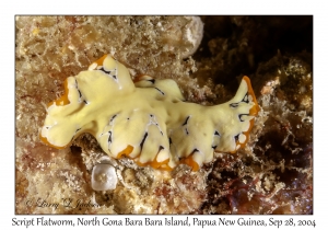 Script Flatworm