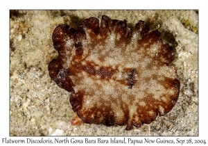 Flatworm Discodoris