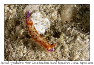 Spotted Hypselodoris