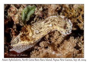 Asian Aphelodoris