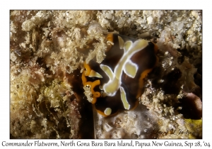 Commander Flatworm
