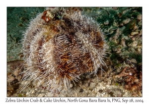 Zebra Urchin Crab & Cake Urchin