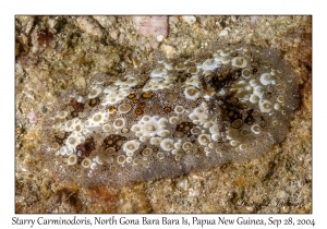Starry Carminodoris