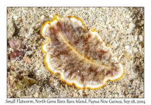 Small Flatworm