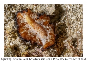 Lightning Flatworm
