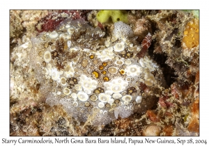 Starry Carminodoris