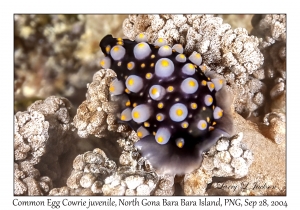 Common Egg Cowrie juvenile