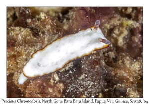 Precious Chromodoris