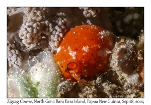 Zigzag Cowrie