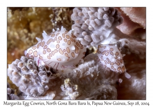 Margarita Egg Cowries