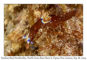 Undescribed Nembrotha