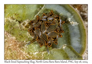 Black-lined Sapsucking Slug