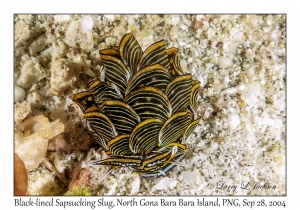 Black-lined Sapsucking Slug