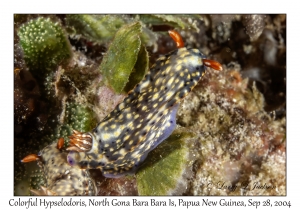 Colorful Hypselodoris