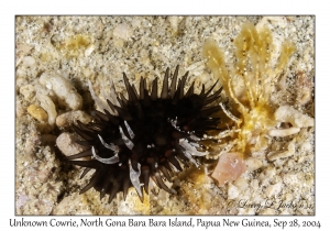 Unknown Cowrie