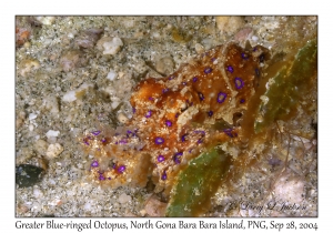Greater Blue-ringed Octopus