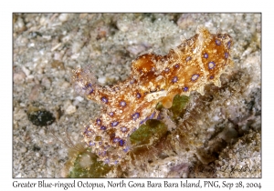 Greater Blue-ringed Octopus
