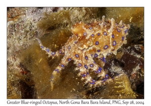 Greater Blue-ringed Octopus