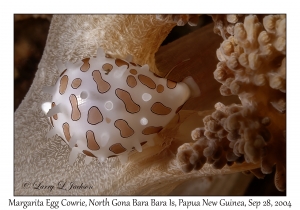 Margarita Egg Cowrie