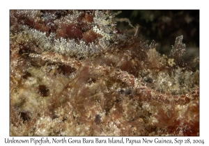 Unknown Pipefish
